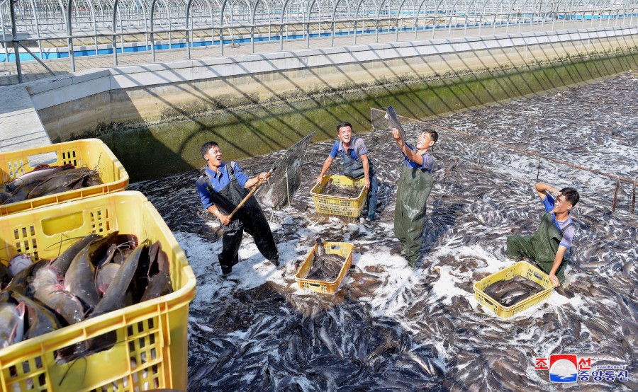 1-평양메기공장